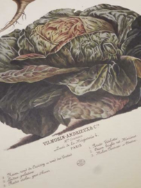 Botanische Prent Vilmorin -The Vegetable Garden- Groente Art Print nr25