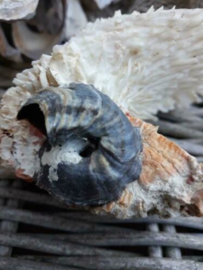 Spondylus Varians Grote Schelp 12 cm Stekeloester