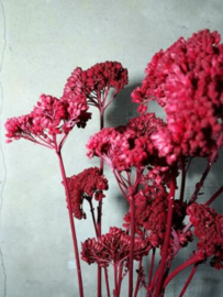 Gedroogde Bos Achillea Nobilis Rood Droogbloemen