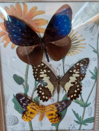 Oude Vintage Fotolijst met Botanische Prent en Opgezette Vlinders