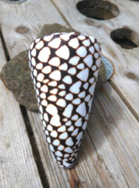Conus Marmoreus Grote Schelp - 7-10 cm