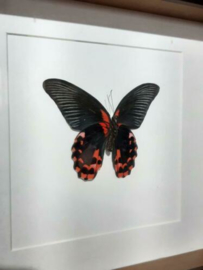 Opgezette Vlinder Papillio rumanzovia  in Walnoot Houten Lijst