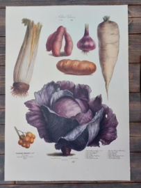 Botanische Prent Vilmorin -The Vegetable Garden - Groente Art Print nr19