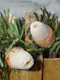 Gedroogde Banksia Hookeriana Naturel Droogbloemen