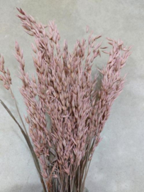 Bos Gedroogde Grassen Haver Droogbloemen Frosted Roze