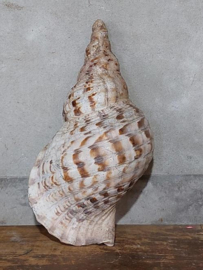 Grote Triton Tritonshoorn Trompetschelp Grote Schelp 38 cm