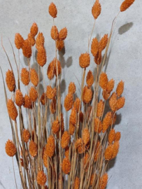 Gedroogde Bos Phalaris Cognac Oranje Roest Droogbloemen Kanariegras