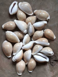 Cypraea Spotted Schelpen - 3-4 cm 25 stuks