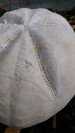 Grote Zee Egel Zeeegel Fossiel Brissus