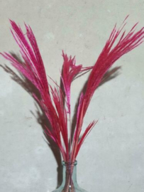 Bos Droogbloemen Gedroogde Miscanthus Mini Pampas 10st. Cerise Roze