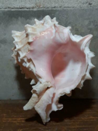 Murex Pink Schelp 8-10 cm