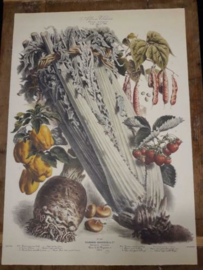 Botanische Prent Vilmorin -The Vegetable Garden- Groente Art Print nr39