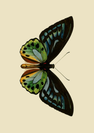 Poster Art Prent Blauw Groene Vlinder - Butterfly