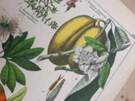 Oude Antieke Botanische Chromolitho Prent Schubert 1887
