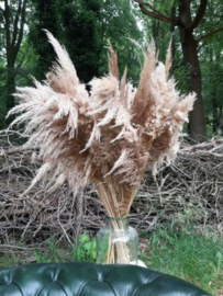 Gedroogde Pampasgras Pampas Grassen Cortaderia Droogbloemen XL Fluffy