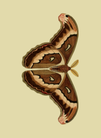 Kaart Ansichtkaart Vlinder Atlasvlinder  