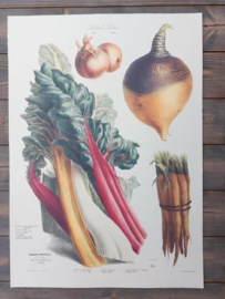 Botanische Prent Vilmorin -The Vegetable Garden - Groente Art Print nr13