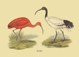 Kaart Ansichtkaart Ibis Vogel