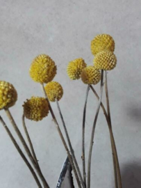 Gedroogde Bos Craspedia Bolletjes Geel Droogbloemen 10st