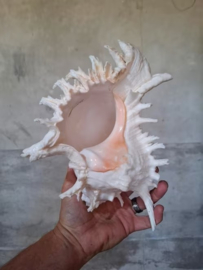 Murex Ramosus  XL Grote Schelp 24-27 cm