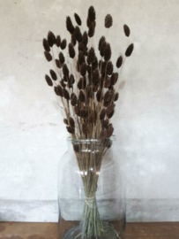 Gedroogde Bos Phalaris Choco Bruin Droogbloemen Kanariegras