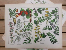 Oude Antieke Botanische Chromolitho Prent Schubert 1887
