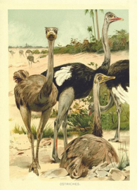 Kaart Ansichtkaart Struisvogel - Ostrich