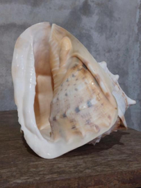 Cassis Cornuta Helmschelp Grote Schelp 22 cm