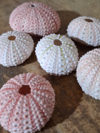 Roze - Witte Zee Egel Zeeegel 4-6 cm 6 stuks