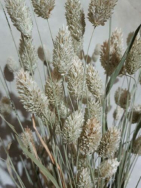 Bos Droogbloemen Gedroogde Kanariegras Phalaris Naturel