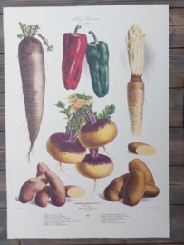 Botanische Prent Vilmorin -The Vegetable Garden - Groente Art Print nr27