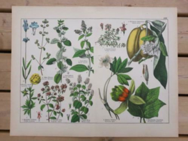 Oude Antieke Botanische Chromolitho Prent Schubert 1887