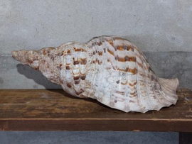 Grote Triton Tritonshoorn Trompetschelp Grote Schelp 38 cm