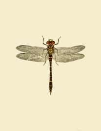 Kaart Ansichtkaart Libelle - Dragonfly