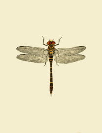 Poster Art Prent Libelle - Dragonfly