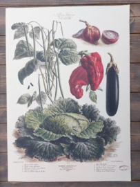 Botanische Prent Vilmorin -The Vegetable Garden - Groente Art Print nr44