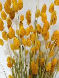 Gedroogde Phalaris Geel Droogbloemen Kanariegras