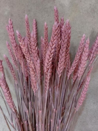 Gedroogde Bos Tarwe Droogbloemen Frosted Roze