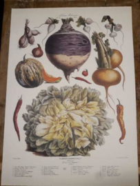 Botanische Prent Vilmorin -The Vegetable Garden- Groente Art Print nr24