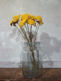 Bos Droogbloemen Gedroogde Achillea Geel