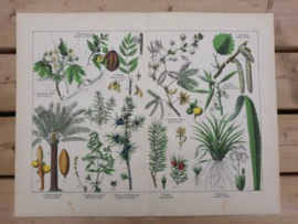 Oude Antieke Botanische Chromolitho Prent Schubert 1887