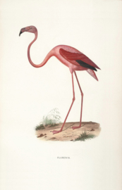 Kaart Ansichtkaart Flamingo