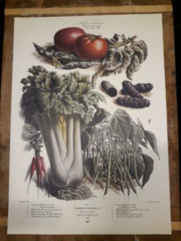 Botanische Prent Vilmorin -The Vegetable Garden- Groente Art Print nr43