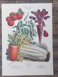 Botanische Prent Vilmorin -The Vegetable Garden - Groente Art Print nr36