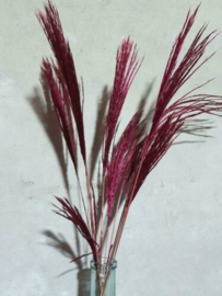 Bos Droogbloemen Gedroogde Miscanthus Mini Pampas 10st. Bordeaux Rood