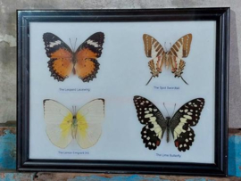 Opgezette Vlinders in Lijst - Assorti 4 Stuks
