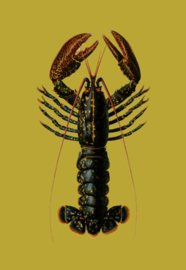 Kaart Ansichtkaart Kreeft - Lobster