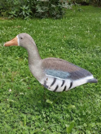 Oude Vintage Lokvogel Grauwe Gans Italie Staand