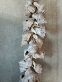 Schelpenhanger - Schelpenslinger  met Naturel Schelpen 25 cm