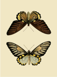 Kaart Ansichtkaart Vlinders 2 - Butterfly